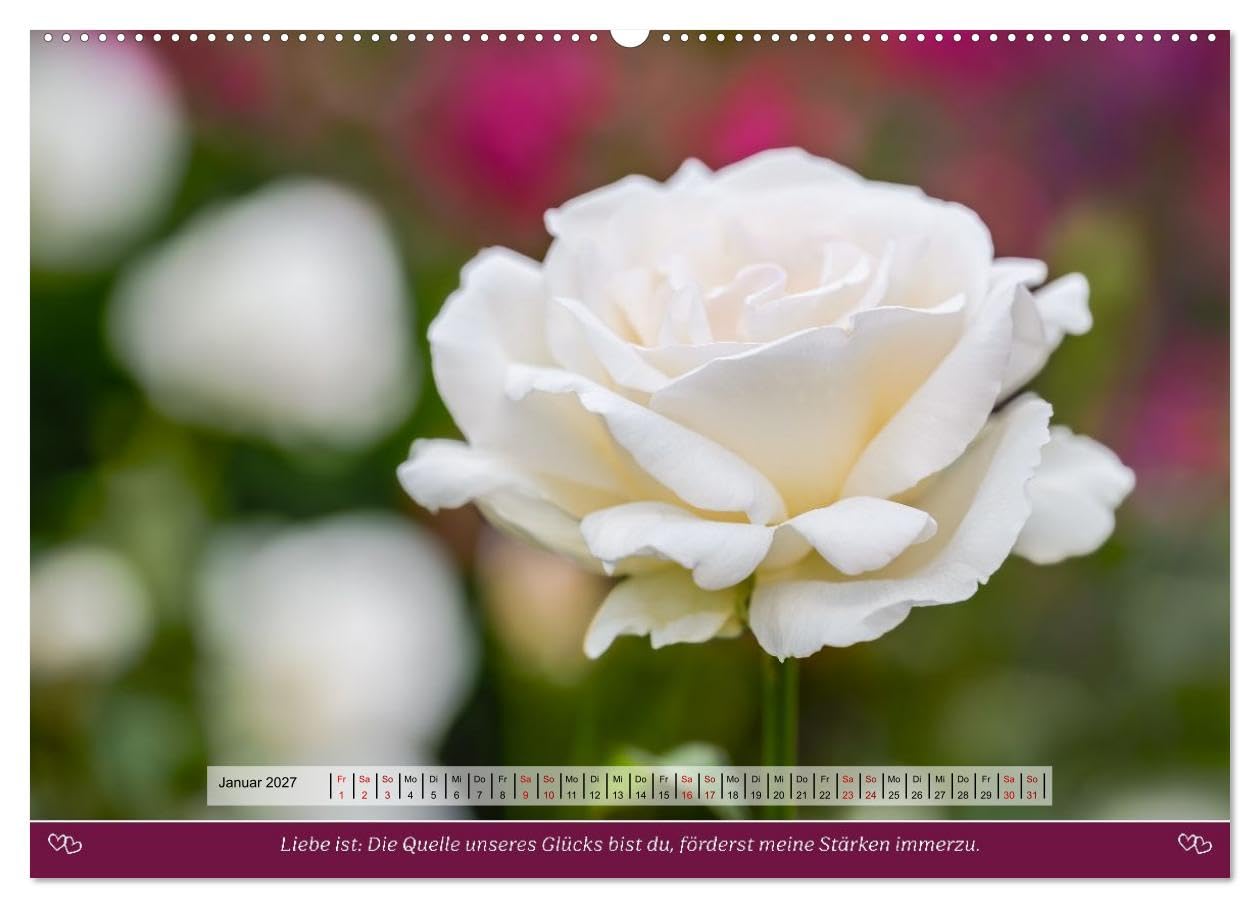 Rosen, Liebe ist (hochwertiger Premium Wandkalender 2027 DIN A2 quer), Kunstdruck in Hochglanz: Rosen und Poesie, ein Füllhorn an Liebe über das Jahr. (CALVENDO Natur)