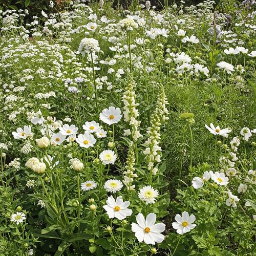 Image of Ferry-Morse White Bulk Wildflower Seeds, 290,000+, 1 lb