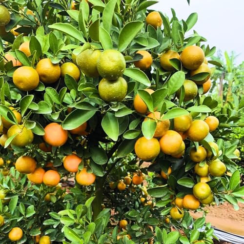 80pcs Calamansi Fruit Seeds for Planting Fresh Citrus Seeds for Home Garden Outdoor and Greenhouse Cultivation