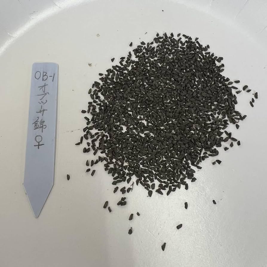 令和５年自宅産ハオルチア種子^ ^ Amazon.co.jp: 令和5年採る ハオルチア オブツーサ混合交配 OB-1