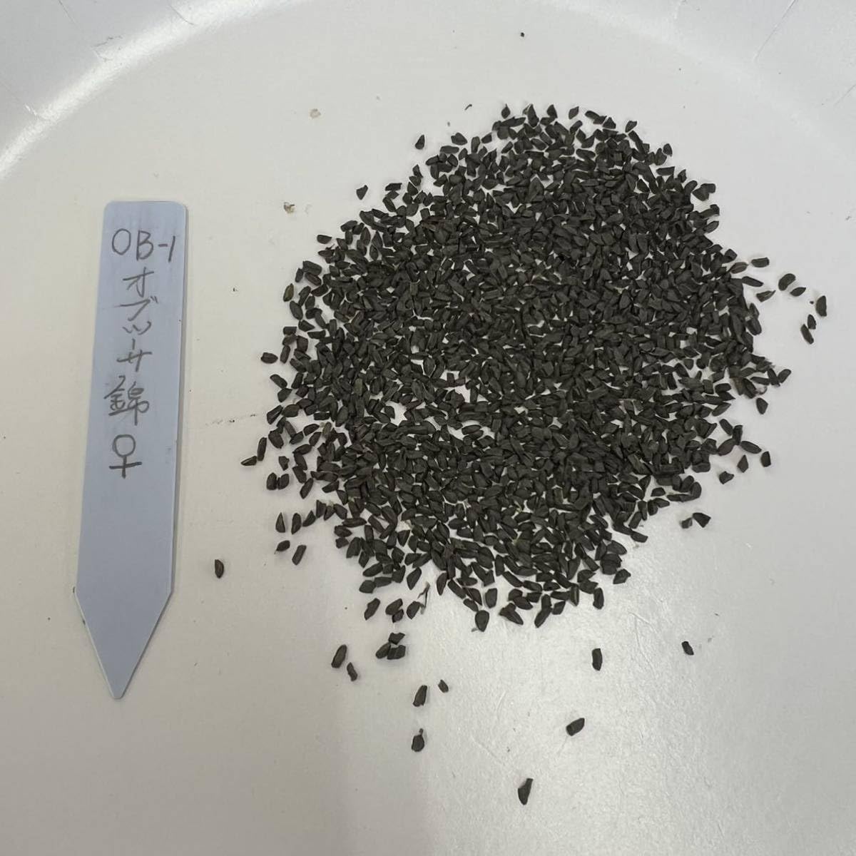 令和５年自宅産ハオルチア種子^ ^ Amazon.co.jp: 令和5年採る ハオルチア 竹虎種子 30粒 : DIY