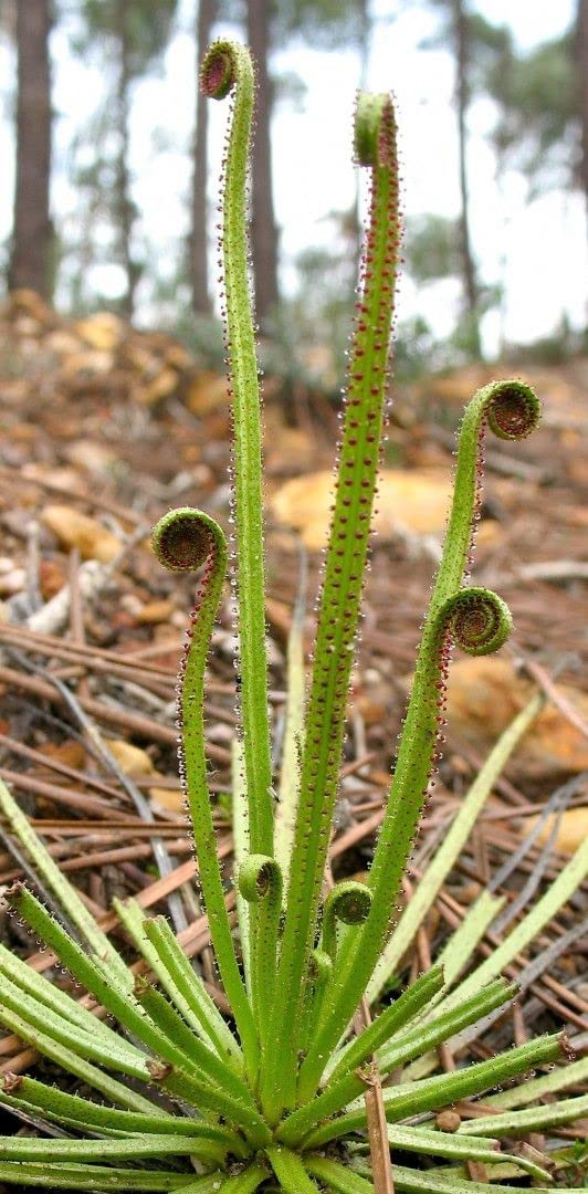 3pcs Drosophyllum Lusitanicum Dry Soil Carnivorous Plant Seeds