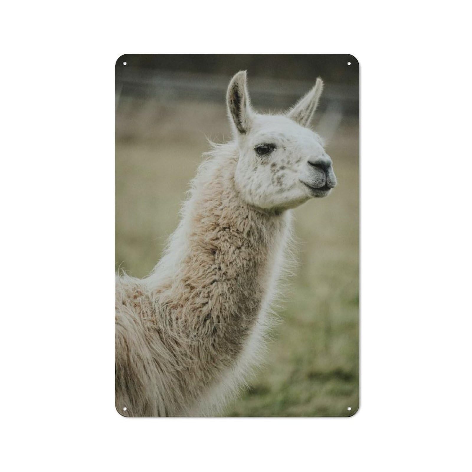 Junmoney Style-4 Cottage Style White Llama Portrait Country Metal Sign 30X20cm, Farmhouse Wall Decor For Farmhouse Kitchen, Pantry Or Dining Area