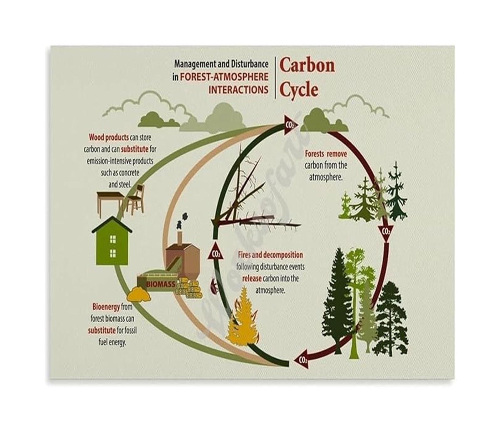 IDGTTLDF Carbon Cycle Poster Science Educational Chart Environmental Biology Ecosystem Wall Decor for Classroom Unframed,08x12inch(20x30cm)