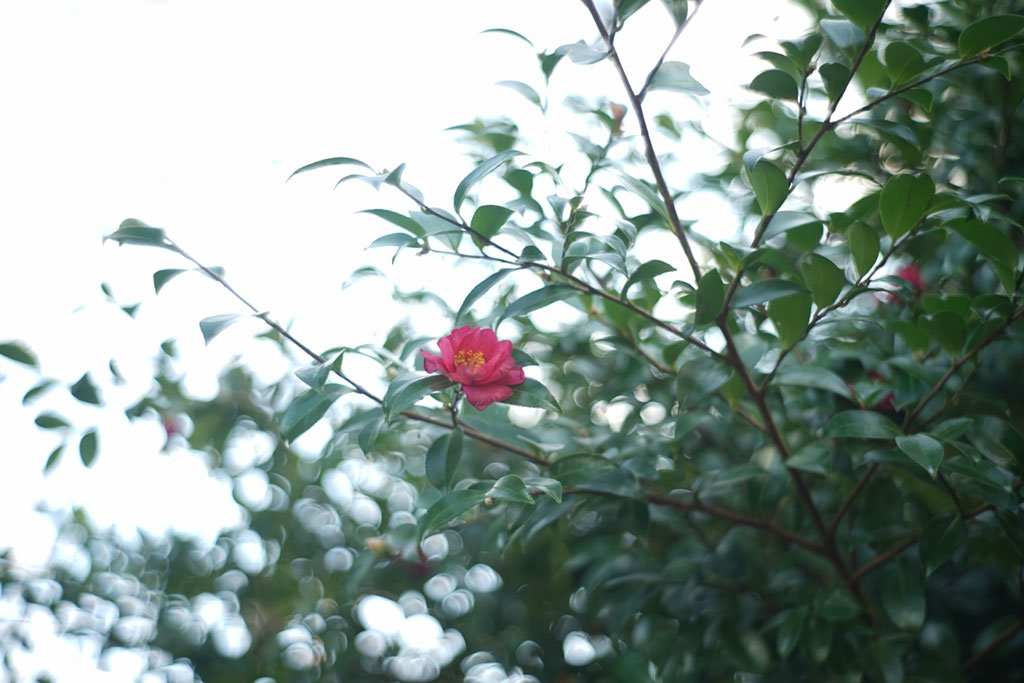 Amazon | ※オールドレンズ※JUPITER-8 50mm/f2 シルバー Lマウント