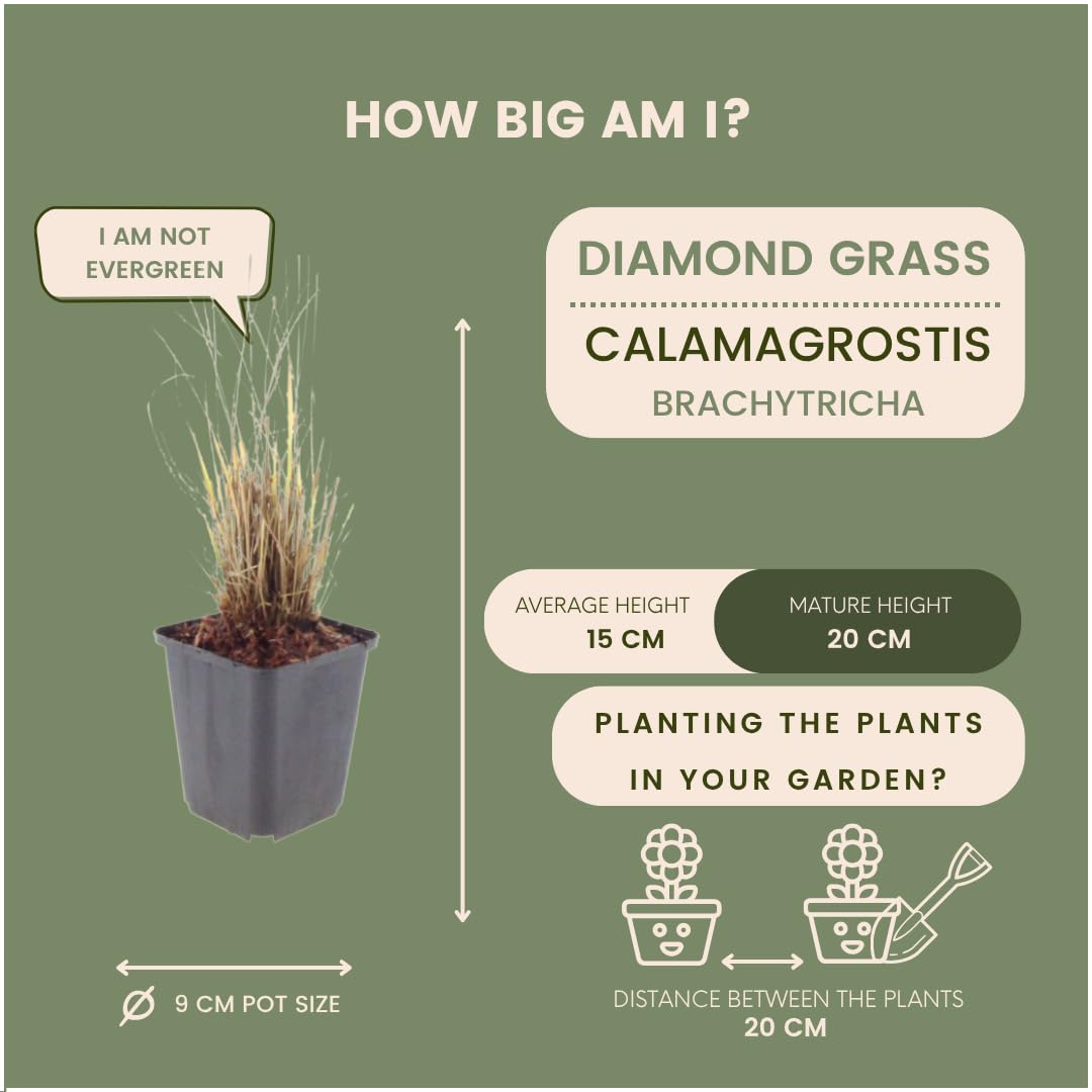 Plants by Frank Calamagrostis Brachytricha, 12x Diamantgras, Ø 9 cm