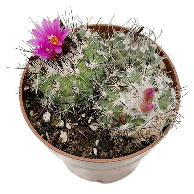 Turbinicarpus saueri ssp. nelissae - exotischer Kaktus im Ø 9 cm Topf - pflegeleichte Zimmerpflanze