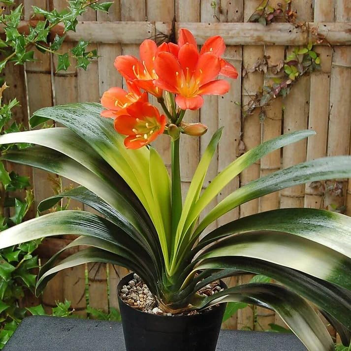 Image of Clivia Miniata Live Flowering Plant | Orange Lily Plant for Indoor & Outdoor Decor | Evergreen Flower Plant with Pot for Home Garden & Balcony a€ inch Pack of 1