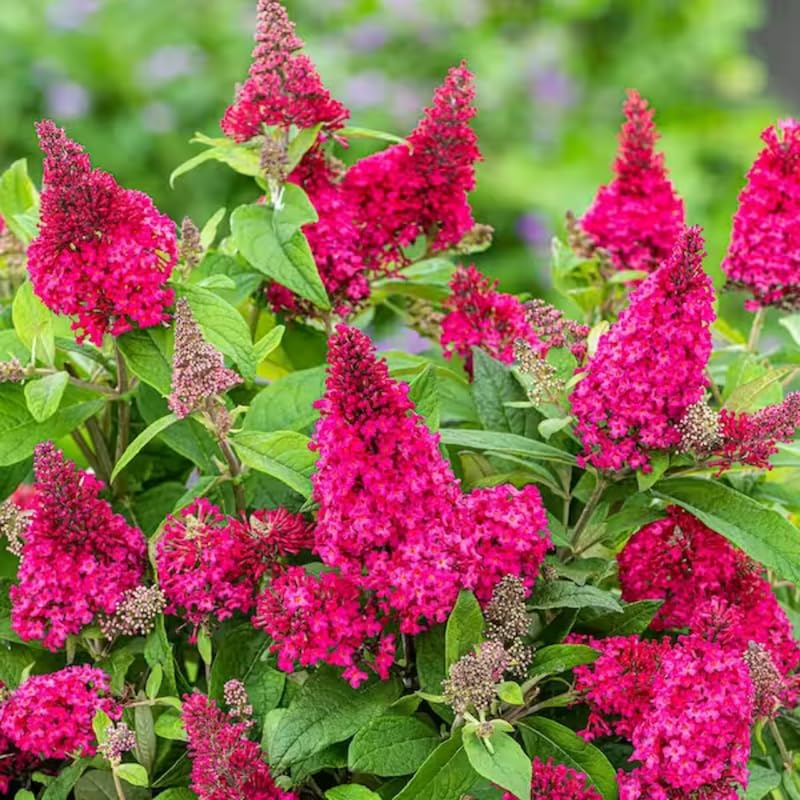 Pink Butterfly Bush Live Shrub Plant Size 5-9 Inches in Tall, Pink Buddleia Plants Starter for Outdoor Growing