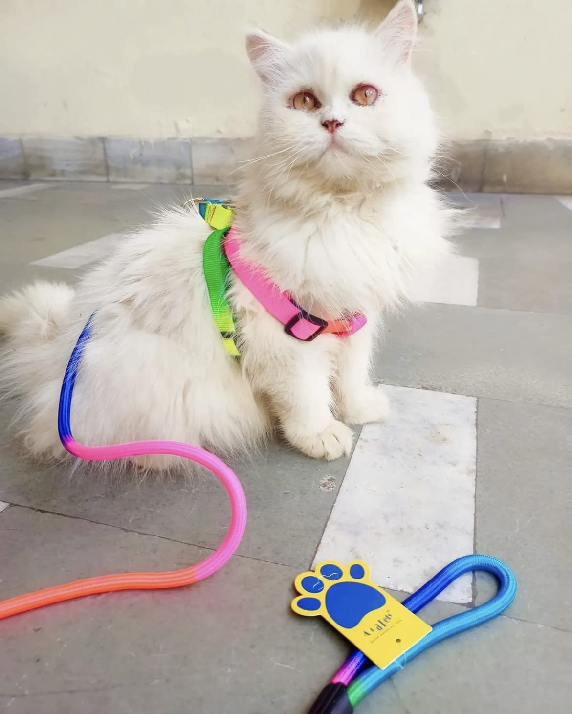A+a Pets Harness and Leash Set, Colourful Combo in Rainbow for Cats and Dogs (S, Rainbow) (B08KHFRSK5) Amazon Price History, Amazon Price Tracker