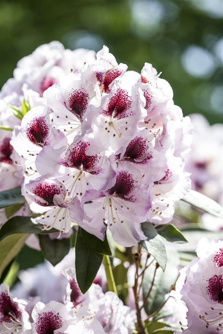 Rhododendron Hybr. 'Humboldt' 60-70 cm - Rhododendron, rosa Blten mit rotem  Auge, Bltezeit Mai-Juni, ideal fr Halbschatten, immergrn, winterhart :  Amazon.de: Garten