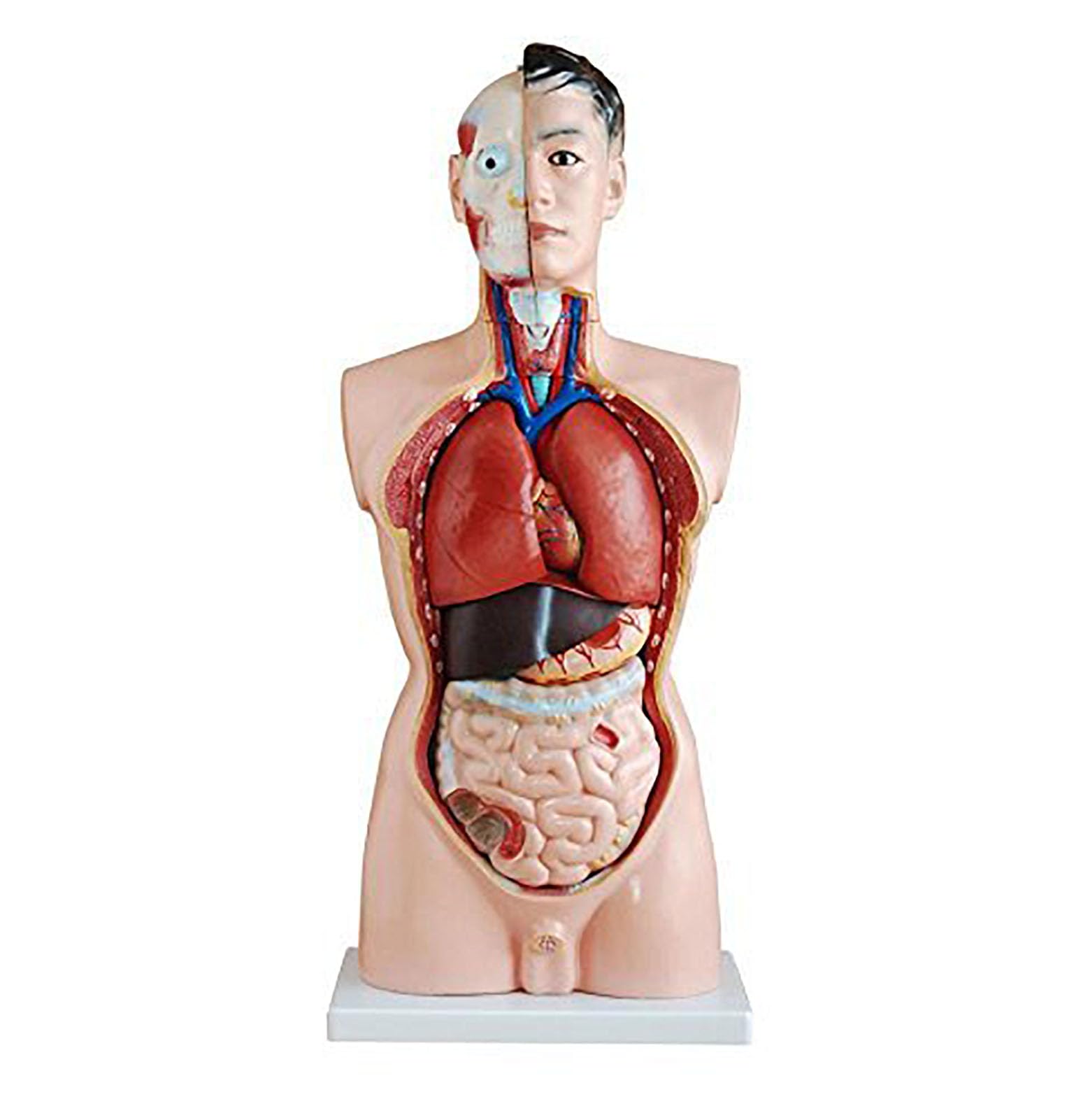 Modèle anatomique de torse AMITD 85 cm pour assimiler facilement l'anatomie humaine
