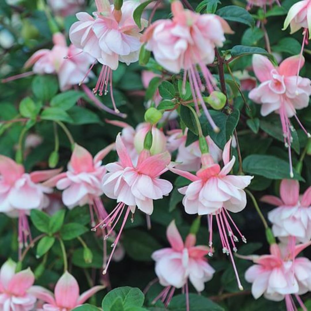 Pink Fuchsia Flower Plant for Garden, 3 to 5 Inch Tall Fuchsia Starter Plug, Live Hardy Fuchsia Plant, Fuchsia Live Plant, Pink Fuchsia Flower Starter Plant