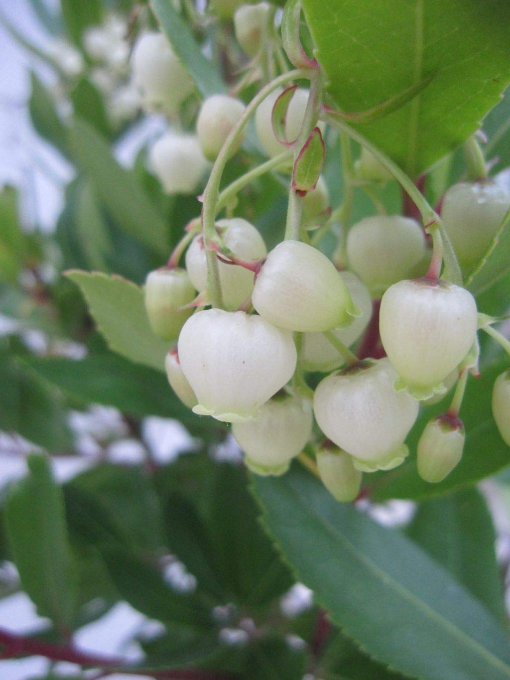 Arbutus unedo Compacta - Kompakter Erdbeerbaum - 30-40cm