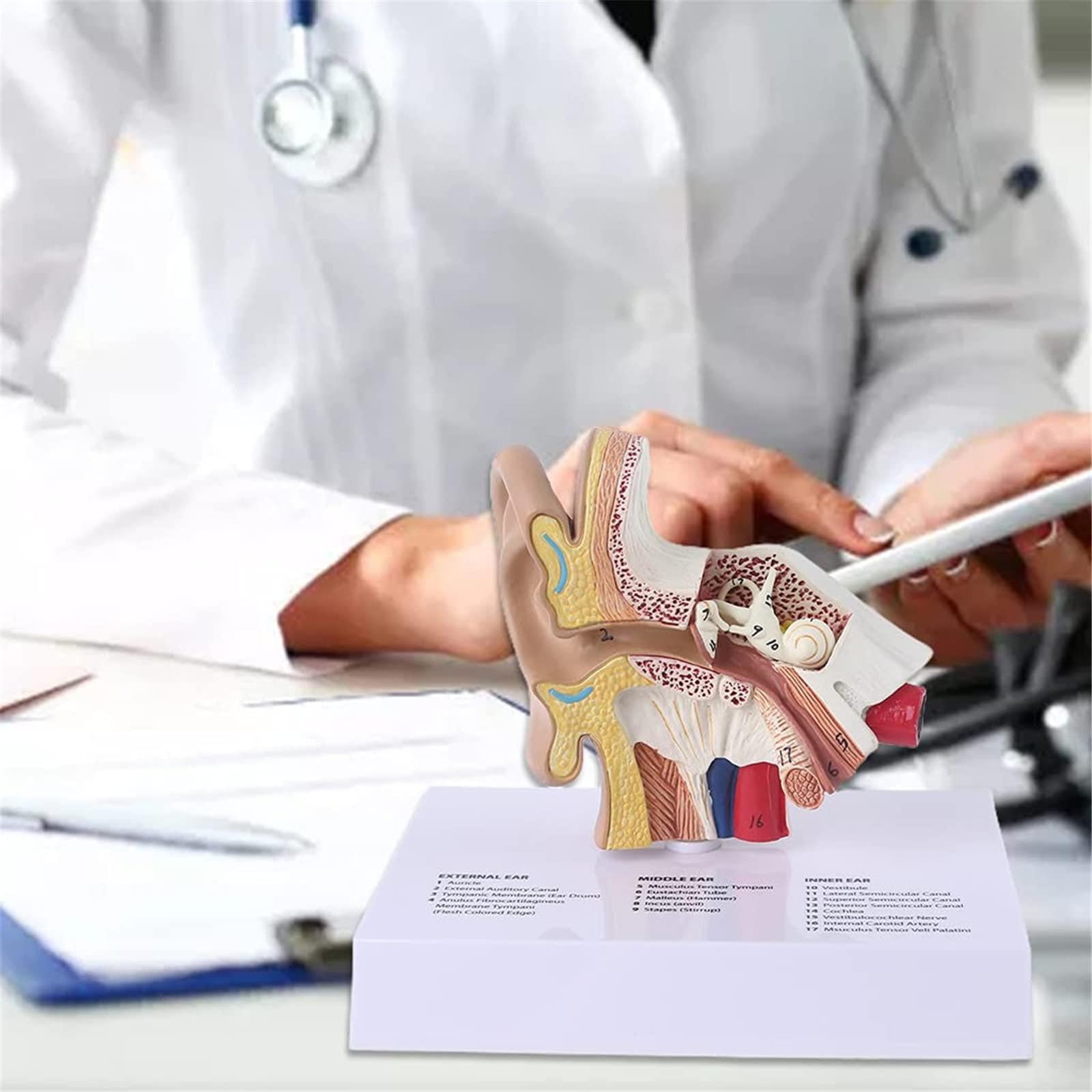 Modello di Orecchio Umano a grandezza Naturale 1,5 Volte, Modello anatomico ingrandito dell'orecchio, Strumento di visualizzazione per Lo Studio anatomico, Materiale didattico scientifico professiona