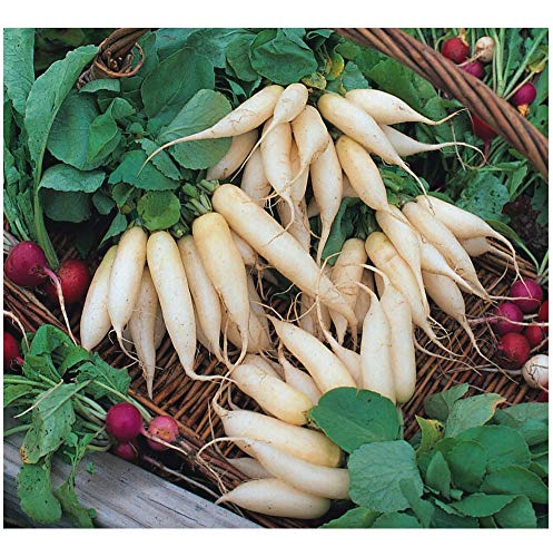 PREMIER SEEDS DIRECT- Radish Seeds - White Icicle - 10 Grams