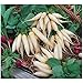 Produktbild Premier Seeds Direct RAD13 weiße Icicle RadieschenSamen (Packung mit 1000)