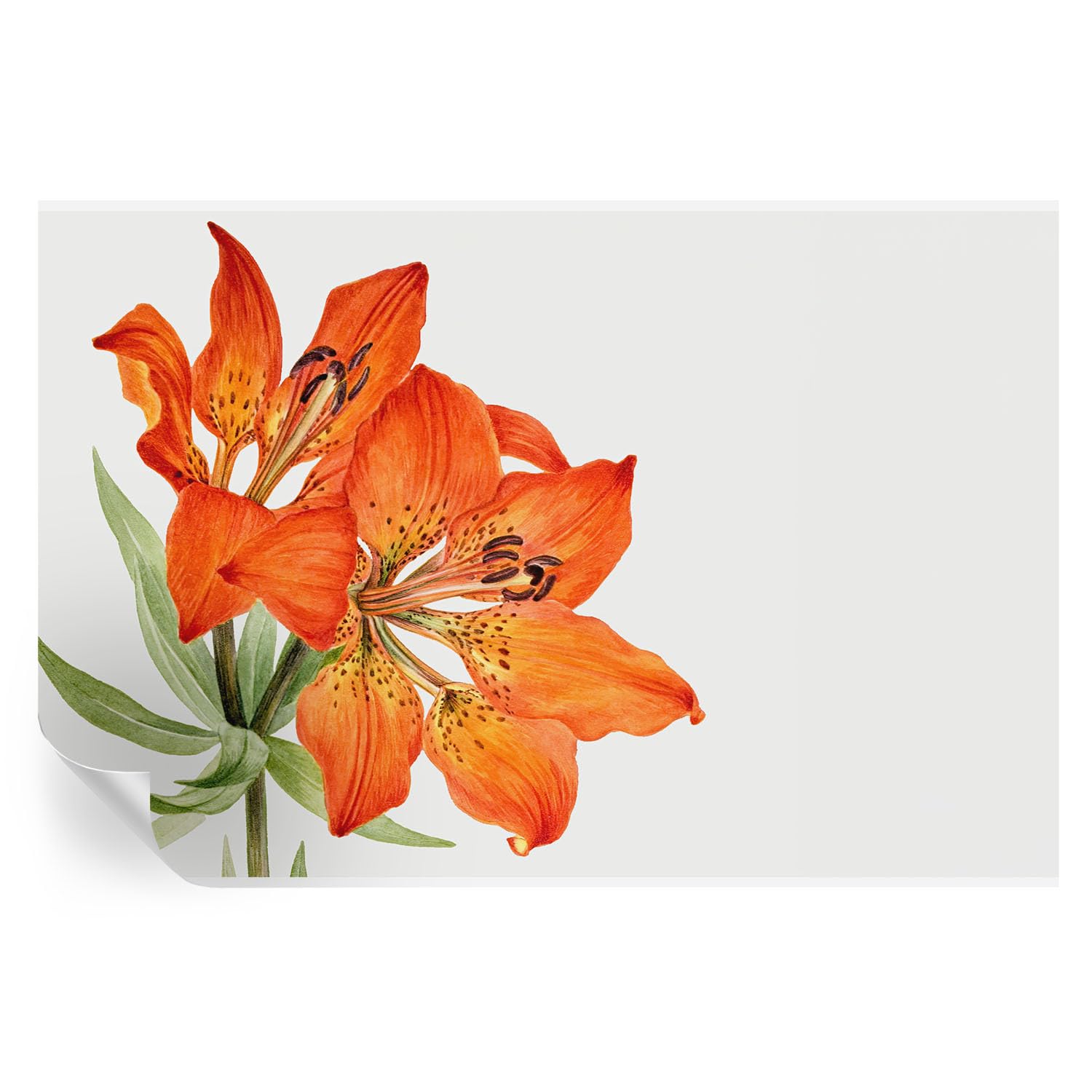 Vinilos decorativos de lirio naranja para transformar el salón en un oasis natural