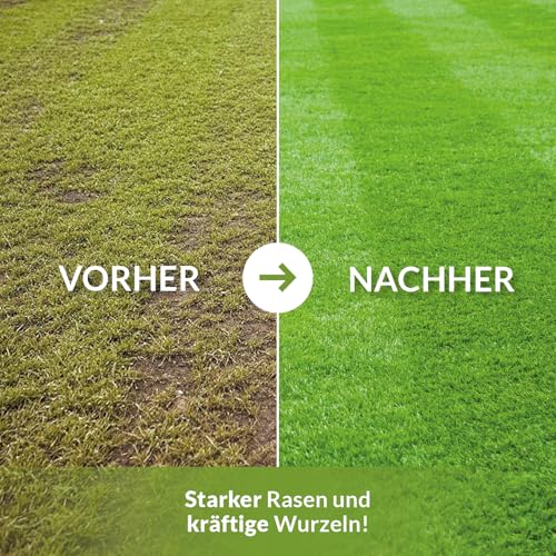 Patentkali Terra Domi Rasendünger Herbst 25kg für 625m²