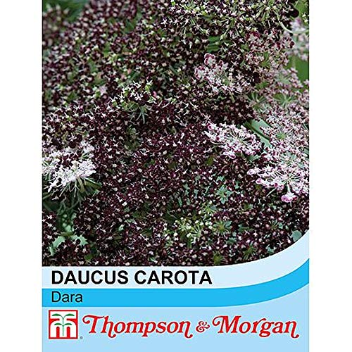 Daucus carota 'Dara' Wild Carrot Hardy Annual Flowers Spring Autumn Sowing Summer Autumn Flowering Garden Plants Grow Your Own 1 x Seed Packet (75 Seeds) Daucus carota 'Dara' by Thompson and Morgan