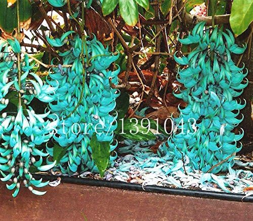 Promotion! 20 pcs Endangered Jade Vine Flower Seeds rare blue flowers bonsai wisteria flower seeds Courtyard potted for home garden planter - Arcis New