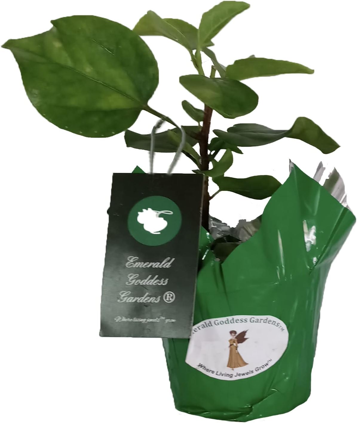 Tropical Hibiscus rosa-sinensis Hybrid 'Pink Nectar' Live Plant | Fancy Double Pink Crested Flower | 6 to 8 Inches Tall | Emerald's Starter Size
