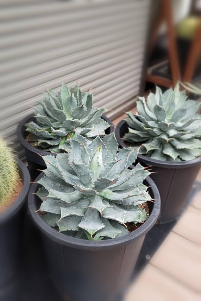 アガベ ☆雷帝 雷神 親株 美株 肉厚 選抜 アガベ ☆雷帝 雷神 親株 美株 肉厚 選抜