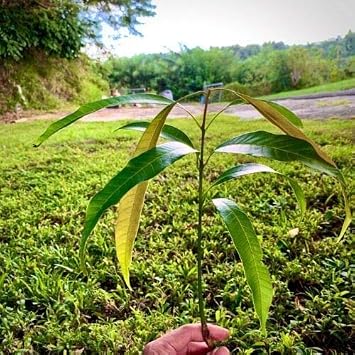 mango tropical fruit tree 12-24 Palmer