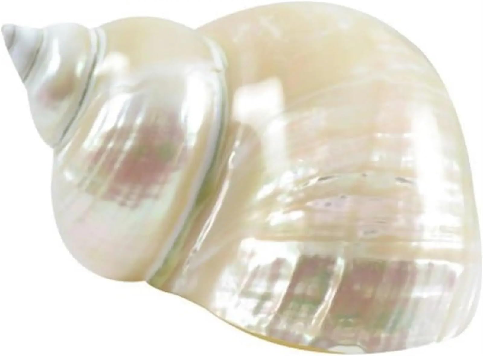 GSCLZ Hermit Crab Shells Large Turbo Shell Shells for Crafts Beachy Decor Nautical Decorations for Home Hermit Crab Replacement Shell For Fish Tank(White)