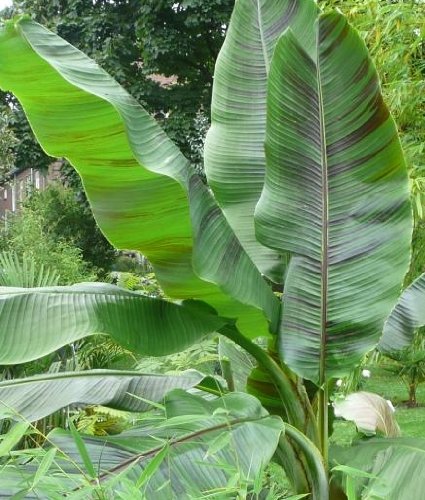 Red Tiger banana - Musa sikkimensis (tigre rossa) - 50 semi -