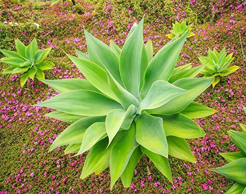 Amazon.com : Rare Foxtail Agave ATTENUATA spineless agaves (TJ) Succulent  Aloe Plant Seed 15 Seeds , Succulent, Cactus : Patio, Lawn & Garden