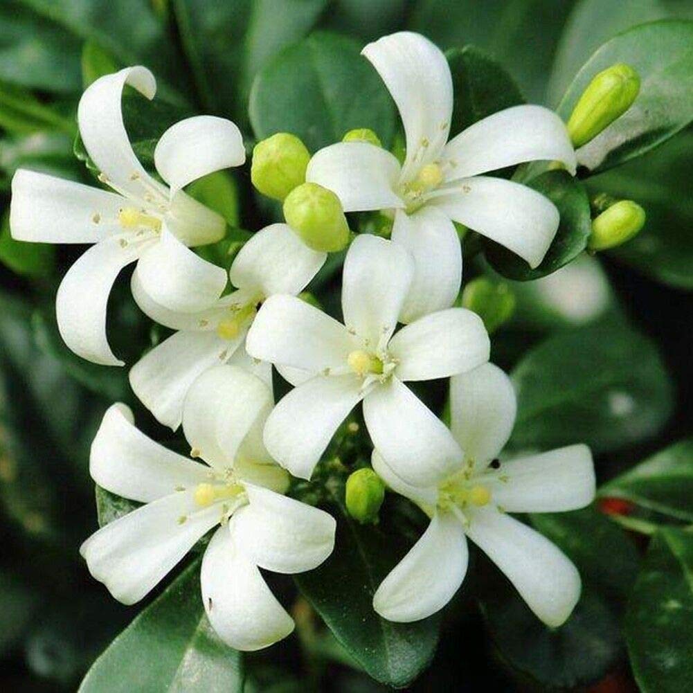 Creative Farmer Live Flowering Plant Murraya Paniculata Andhra Kamini Citrus Family Fragrant Plants Garden Plant(1 Healthy Live Plant) (B07SQDHHNK) Amazon Price History, Amazon Price Tracker