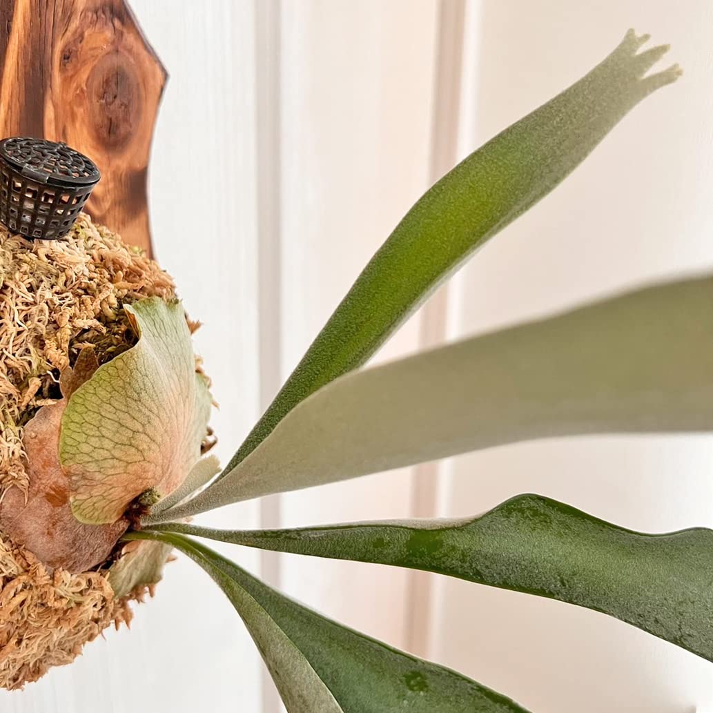 Amazon|【おしゃれな壁掛け観葉植物】ビカクシダ ベイチー 板付 観葉