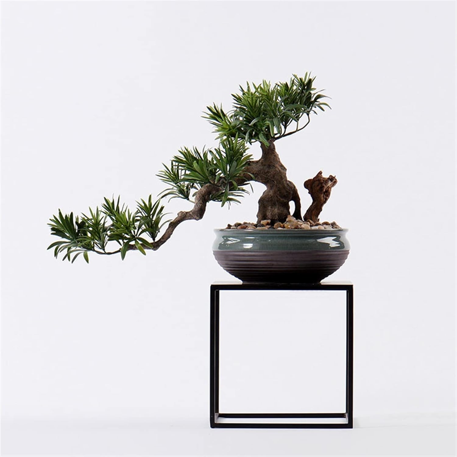 サザンカ 山茶花 盆栽 13号 特大