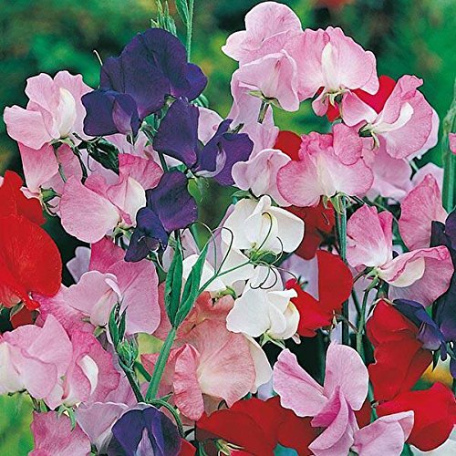 Creative Farmer Flower Seeds Sweetpea Galaxy Flower Plant Seeds For