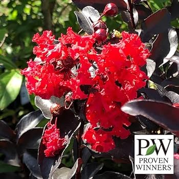 百日紅のテーブル 百日紅のテーブル