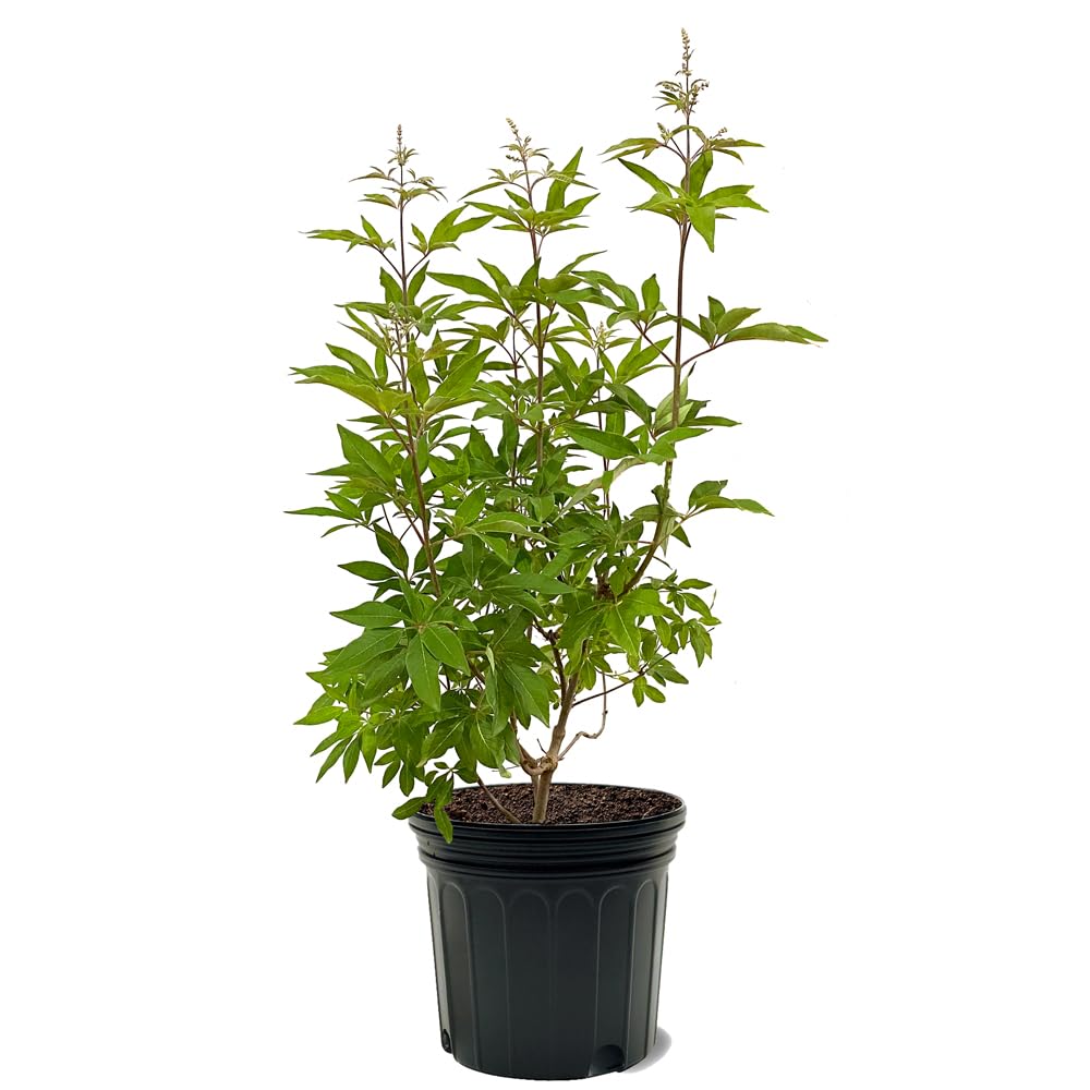 Shoal Creek Vitex