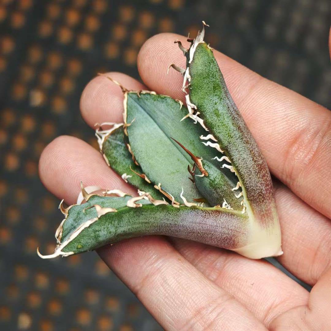 アガべ A-354 特選 アガベ チタノタ 台湾産 正版牛魔王 超強鋸歯 陽炎