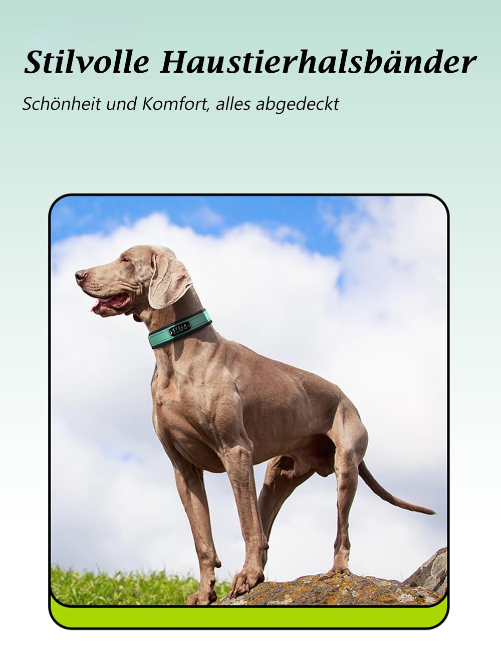 Personalisiertes Reflektierendes Hundehalsband – Individuell Graviert mit Name & Telefonnummer, Weiches Neoprenfutter, Verstellbar, Robust & Bequem, Sicherheits-Halsband für Hunde