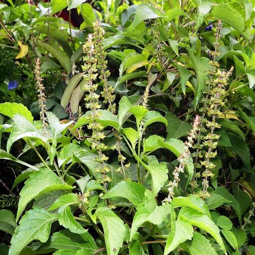 80pcs Green Holy Basil Plant Seeds