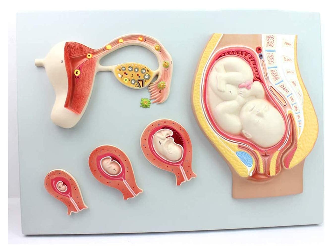 Medical Models, Fertilized Egg Formation Process Model, Human Gestation Anatomy Model, Child Development Process Model Fertilized Embryo Uterine Tissue Model