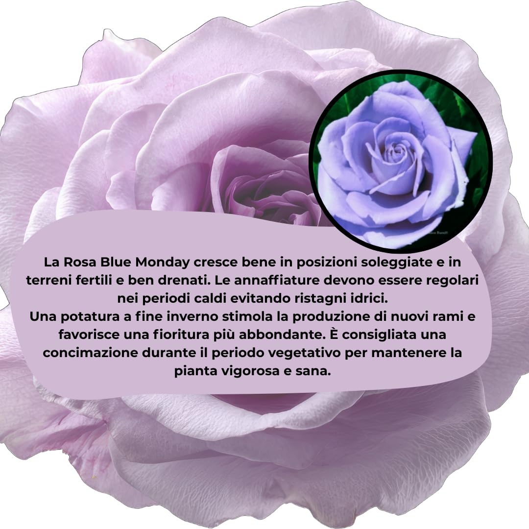 Rosa Blue Monday – Rosa a Cespuglio Rifiorente, Fiori Color Lavanda Blu Profumati, Pianta Ornamentale da Giardino