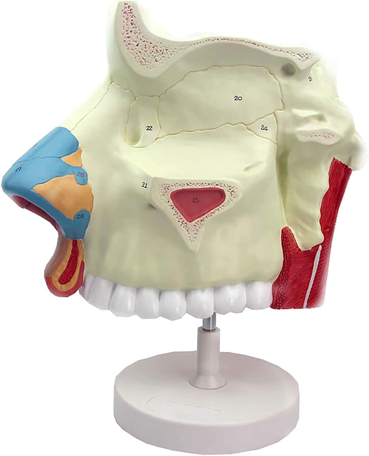 Modelo de anatomía de la cavidad nasal humana for uso educativo en el ámbito sanitario: material de formación detallado sobre endoscopio respiratorio en otorrinolaringología.