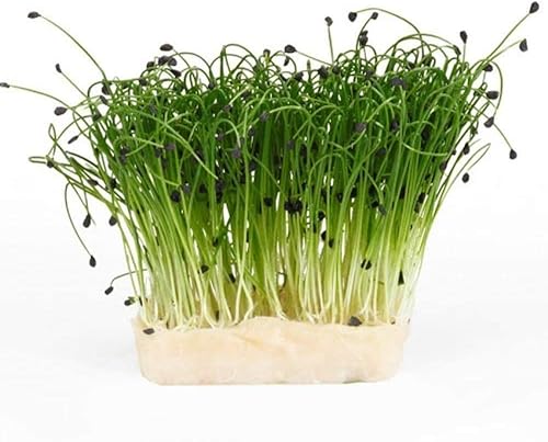 Miniatura 3 de Semillas de cebollino de ajo de 4 onzas, semillas puras microverdes sin OMG, - ¡deliciosa hierba! Microgreens, semillas germinantes, - Country Creek