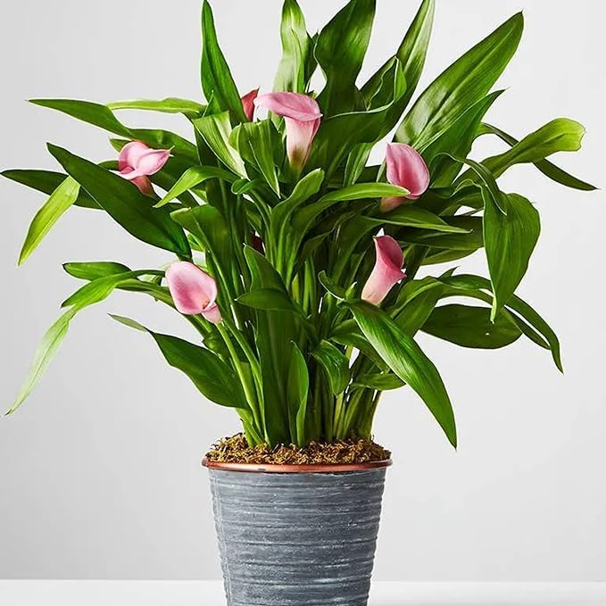 MSK EVER GREEN Pink Flower Peace Lily Indoor Plants for Living Room | Live Plants | Air purifier plants | Plants for Home Decor | Plants for Garden & bedroom (B0D4D37DM3) Amazon Price History, Amazon Price Tracker