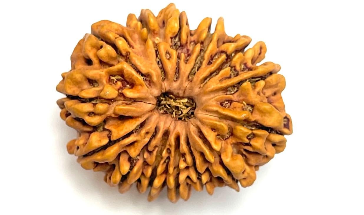 14 Mukhi Rudraksha Original Nepal Chaudah Mukhi Rudraksha Pure 14 Face Rudrakshab IGL Certificate चौदह मुखी रुद्राक्ष Fourteen Mukhi Rudraksha Brown Bead For Locket-image-29