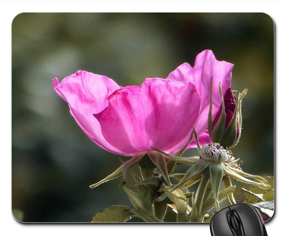 Gaming Mouse Pads,Mouse mat,Wild Rose Rose Hip Nature Dog Rose Blossom Bloom