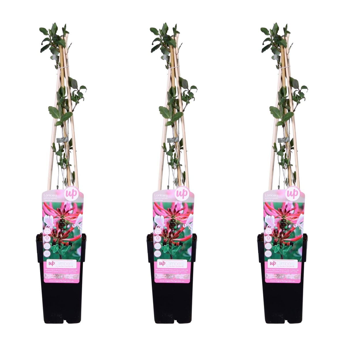 Kletterpflanzen Set mit Duftenden Blüten, Winterharte Geißblatt Pflanze, Lonicera Periclymenum Serotina, Waldgeißblatt Rankpflanze, Geeignet für Garten Balkon, Grün Rosa Weiß, 3er Set Ø15cm Höhe 65cm