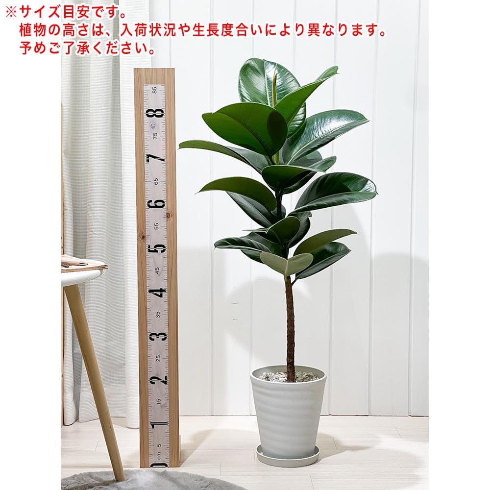 Amazon｜PLANCHU 観葉植物 フィカス ソフィア ストレート 6号鉢 受け皿