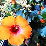 Sunset Hibiscus Plant Live, Hardy Hibiscus Flowers Colorful Blooms for Outdoor Landscapes, 8-10 Inch Height, Hibiscus Shrubs, No Pot, Well-Rooted